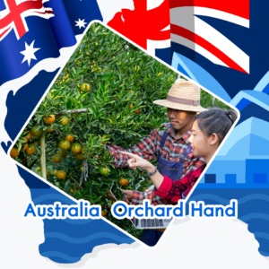 ทำงานประเทศออสเตรเลีย ถูกกฏหมาย Orchard Hand เปิดรับสมัคร คนงานสวนผลไม้